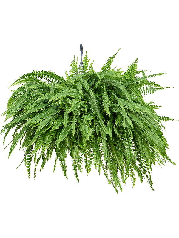 
                  
                    Nephrolepis exaltata ' Fougére de Boston'
                  
                