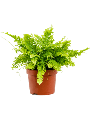 
                  
                    Nephrolepis exaltata ' Fougére de Boston'
                  
                