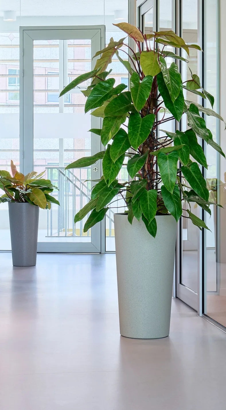 Plantes clé en main