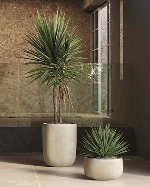 Plantes d'exterieur