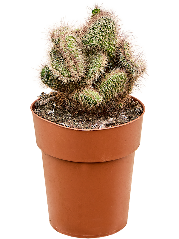 Nyctocereus serpentinus Cristata