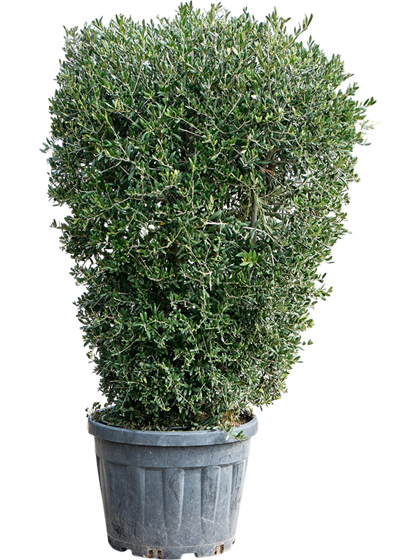 
                  
                    Olea europaea buisson
                  
                