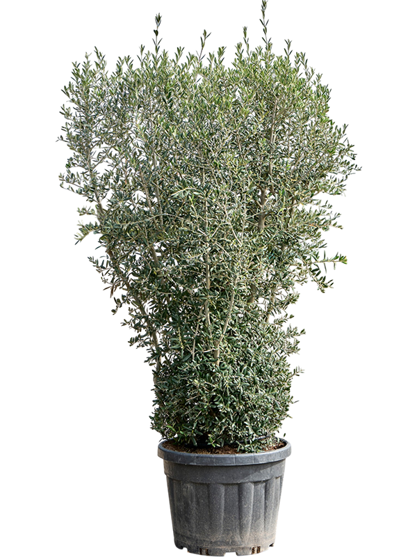 
                  
                    Olea europaea buisson
                  
                