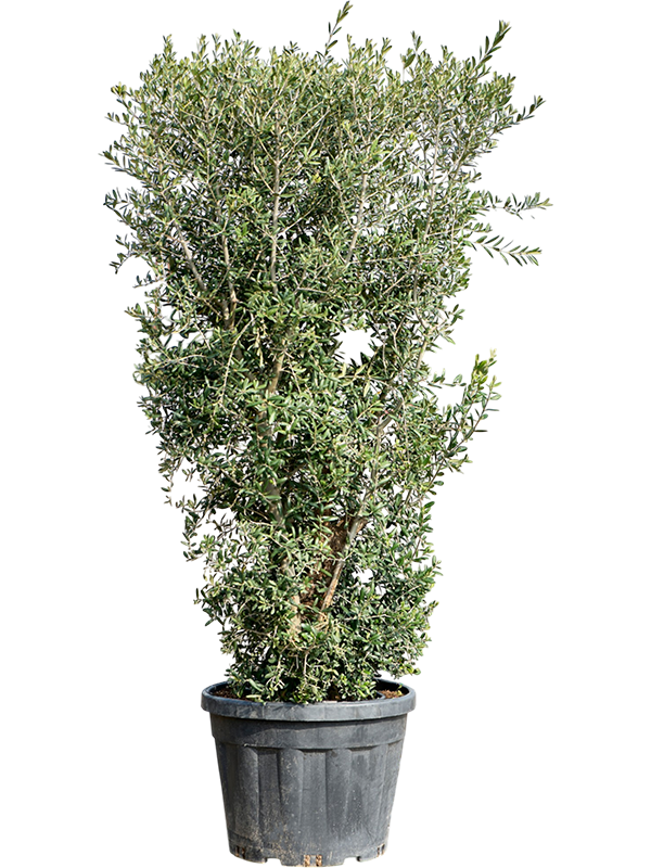 
                  
                    Olea europaea buisson
                  
                