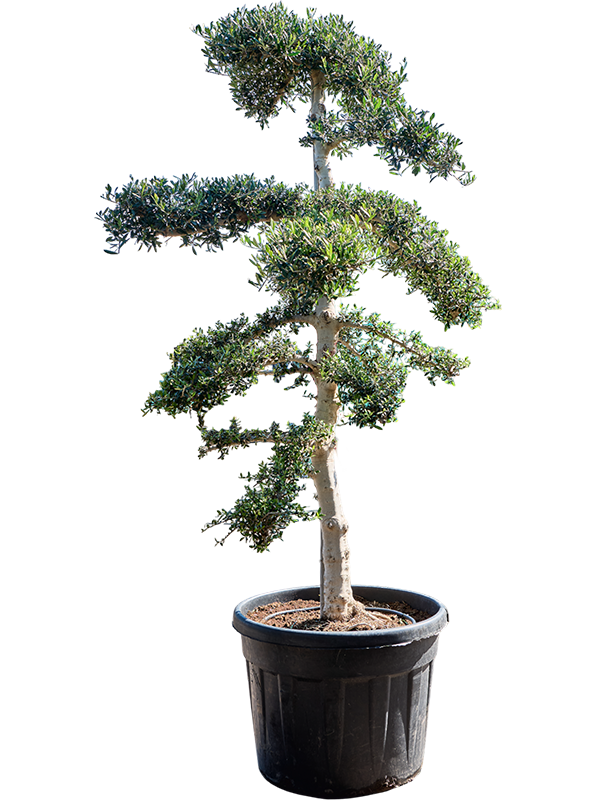
                  
                    Olea europaea Sylvestris bonsai
                  
                