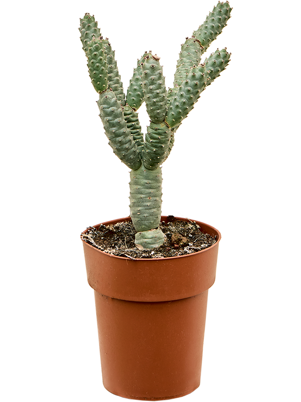 Opuntia diademata Inermis
