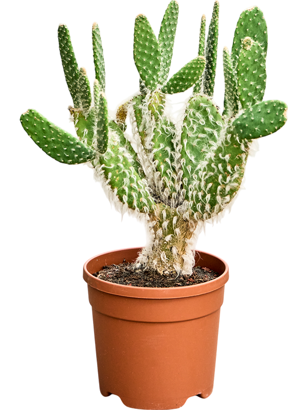 
                  
                    Opuntia erinacea Ursine
                  
                