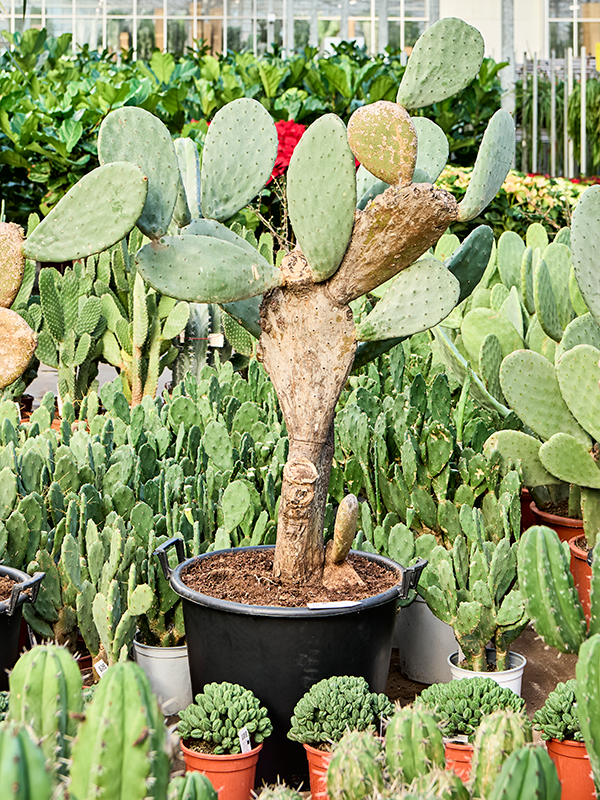 
                  
                    Opuntia indica
                  
                