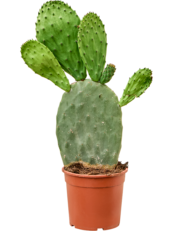 
                  
                    Opuntia indica
                  
                