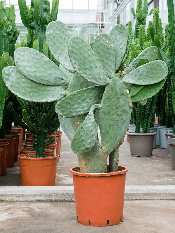 Opuntia indica