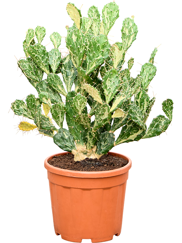 Opuntia jamaicensis Ghost