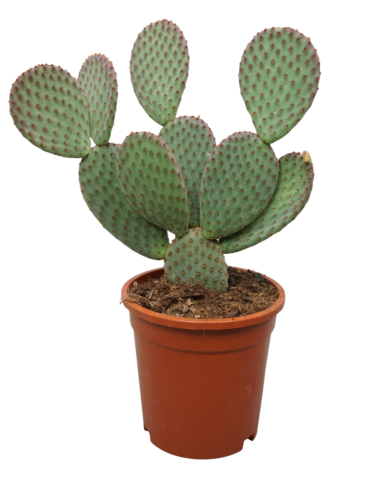 
                  
                    Opuntia macrocalyx
                  
                