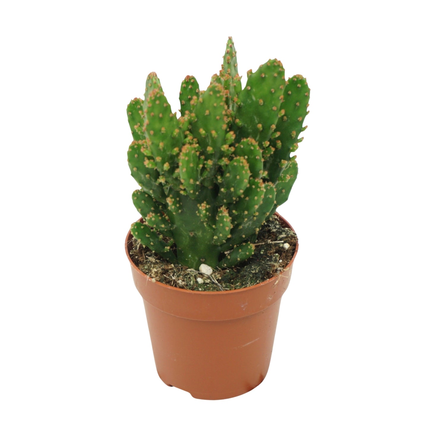 
                  
                    Opuntia monacantha
                  
                