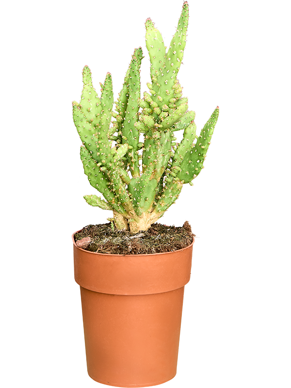 Opuntia monacantha
