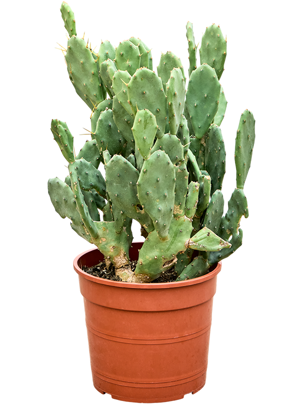 Opuntia seminermis