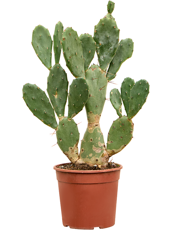 
                  
                    Opuntia Vulgaris
                  
                