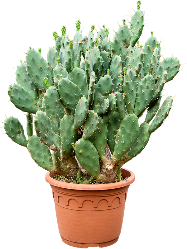 
                  
                    Opuntia Vulgaris
                  
                