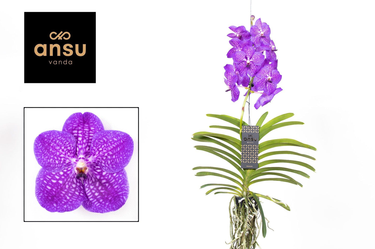 
                  
                    Orchidée Vandaa
                  
                