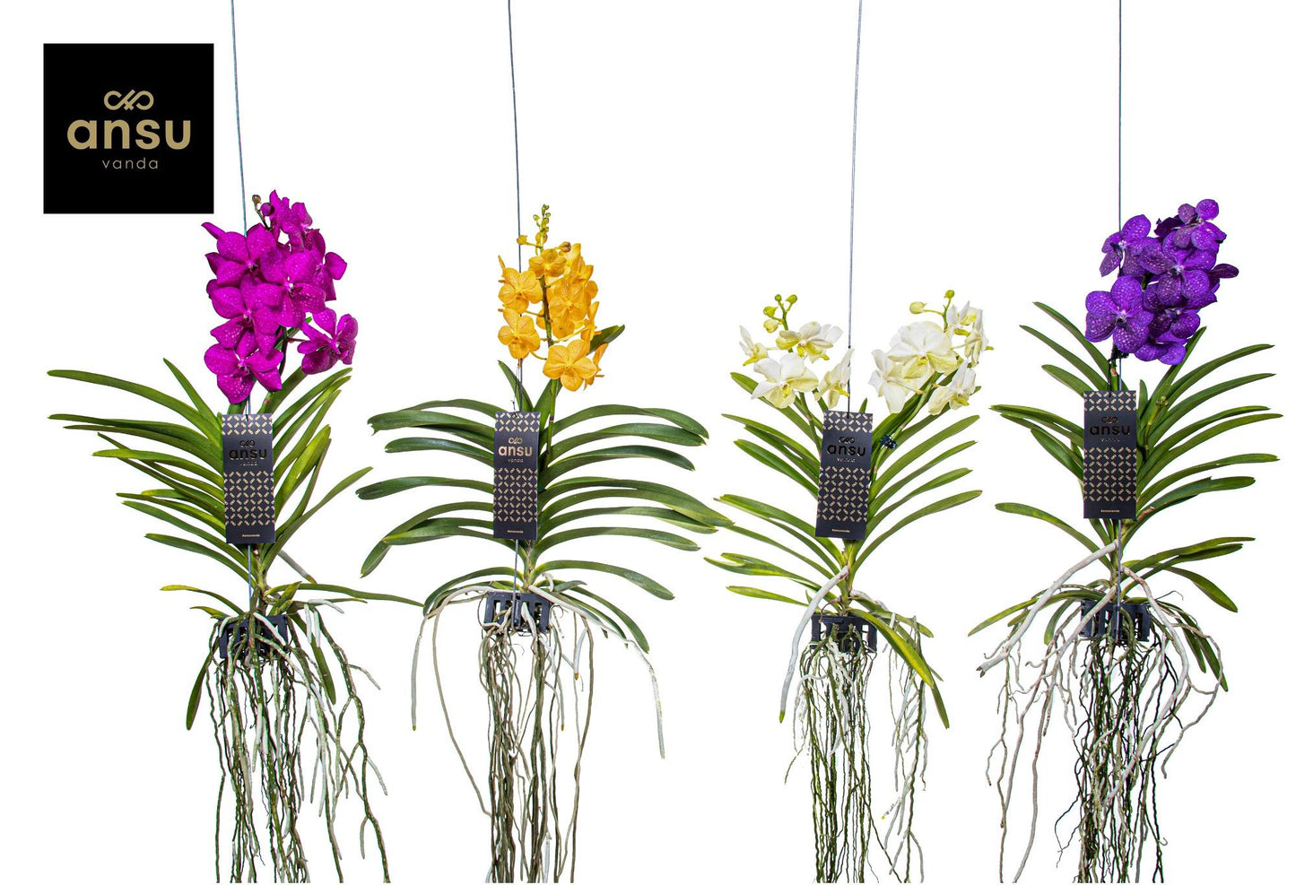 
                  
                    Orchidée Vandaa
                  
                