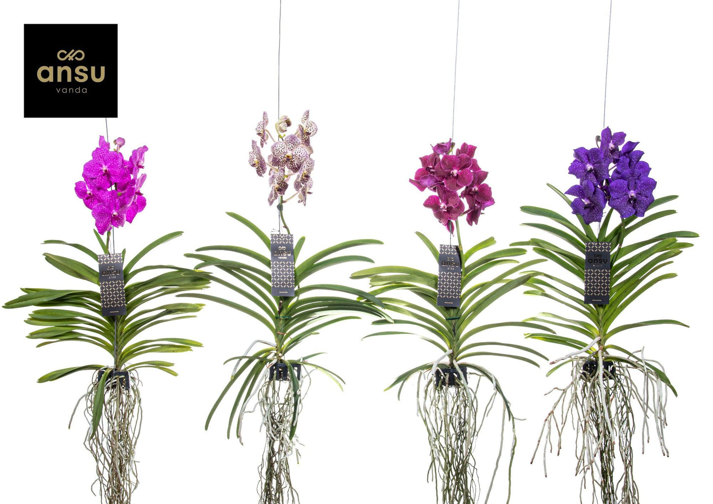 
                  
                    Orchidée Vandaa
                  
                