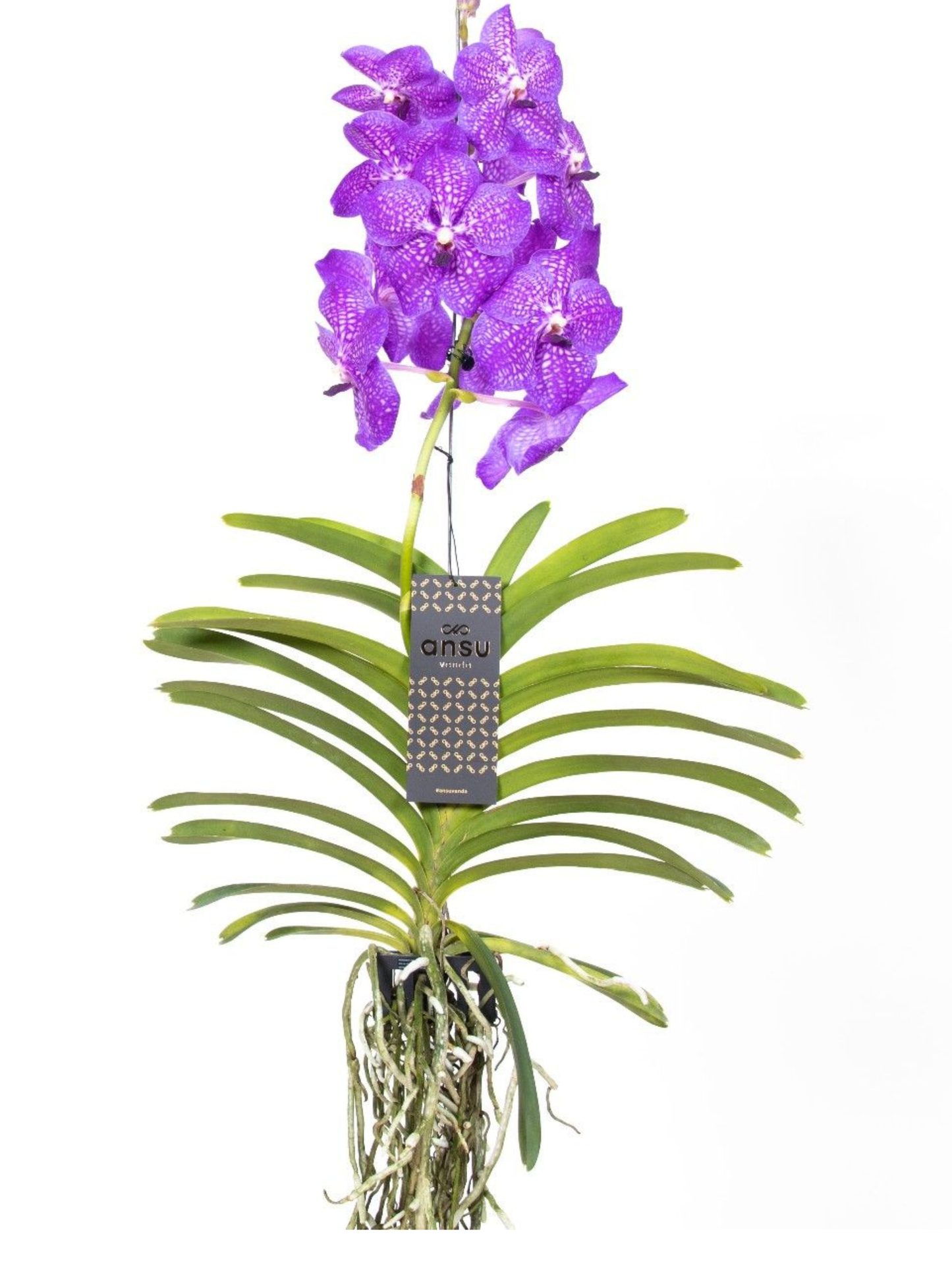 
                  
                    Orchidée Vandaa
                  
                