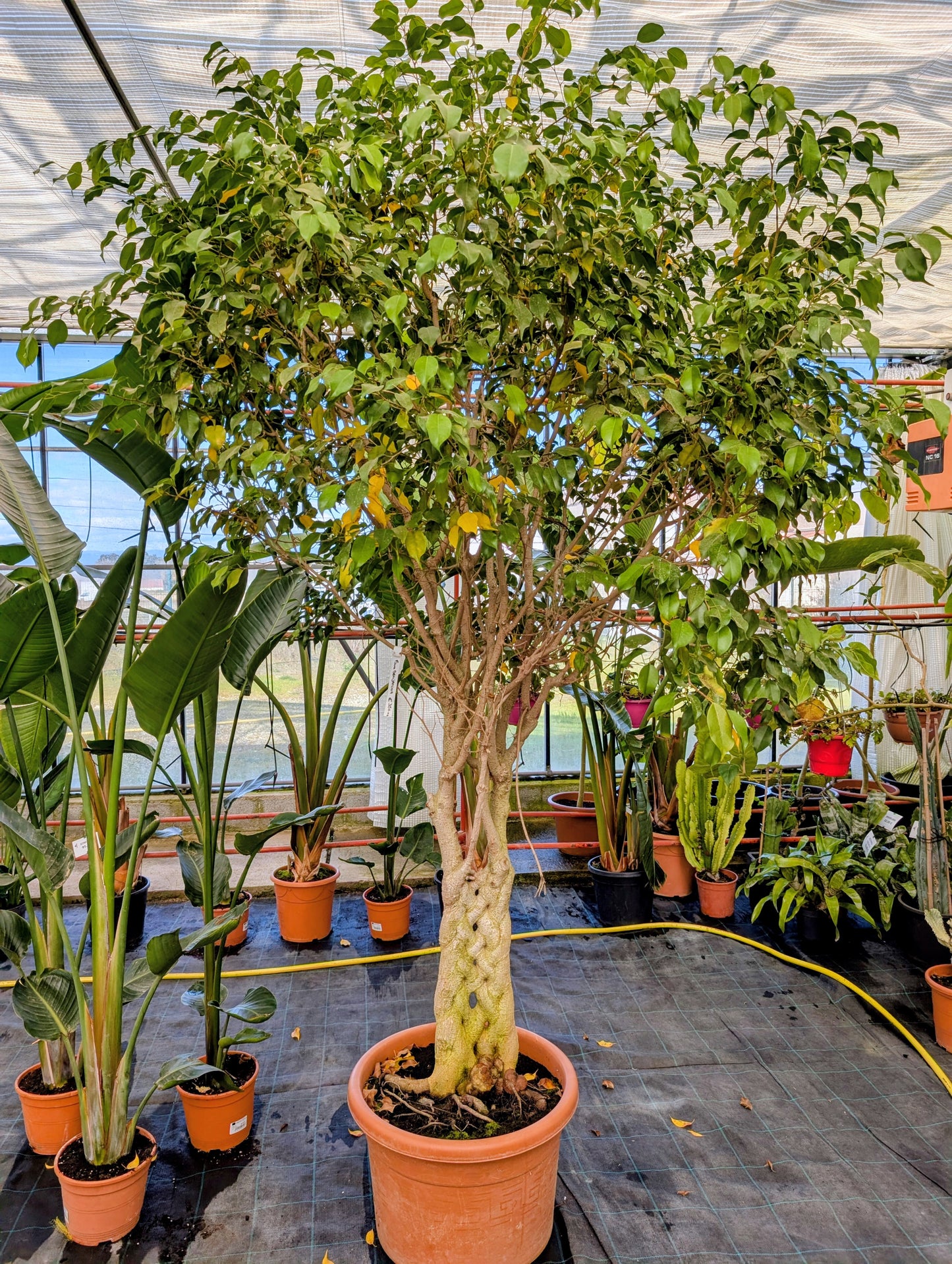 
                  
                    Ficus benjamina Exotica
                  
                