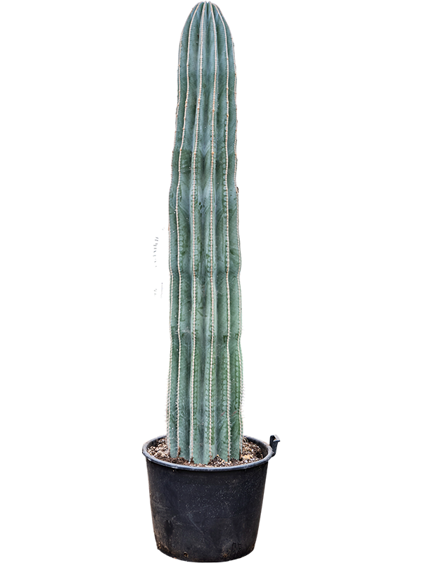 Pachycereus pringlei