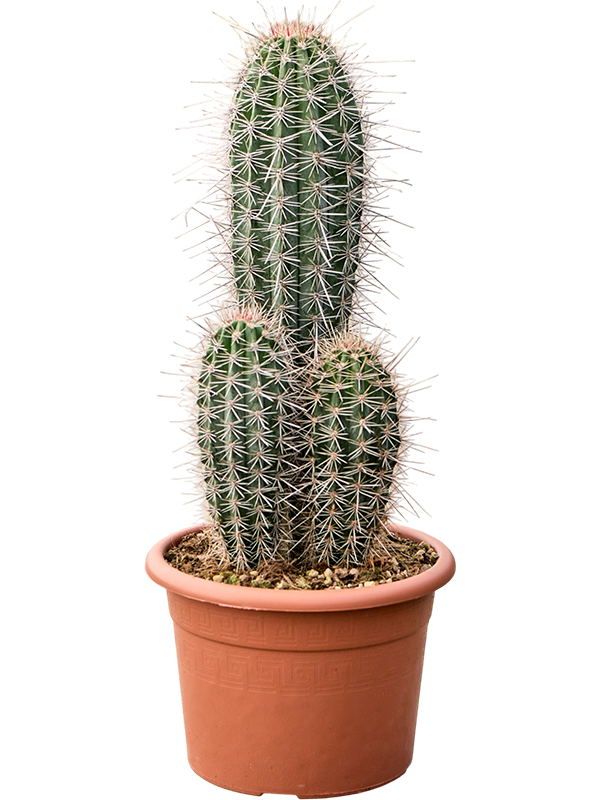
                  
                    Pachycereus pringlei
                  
                