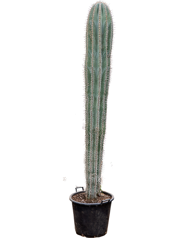 
                  
                    Pachycereus pringlei
                  
                