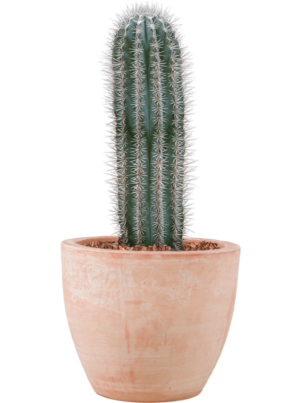 Pachycereus pringlei en pot Terra Cotta
