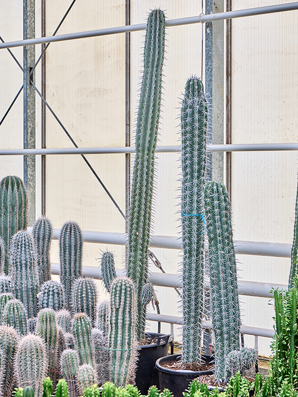 
                  
                    Pachycereus weberi
                  
                