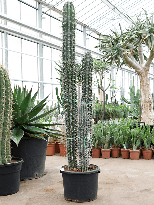 
                  
                    Pachycereus weberi
                  
                