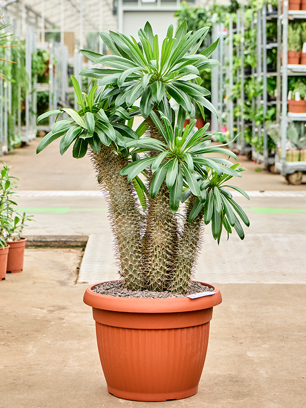 
                  
                    Pachypodium lamerei
                  
                
