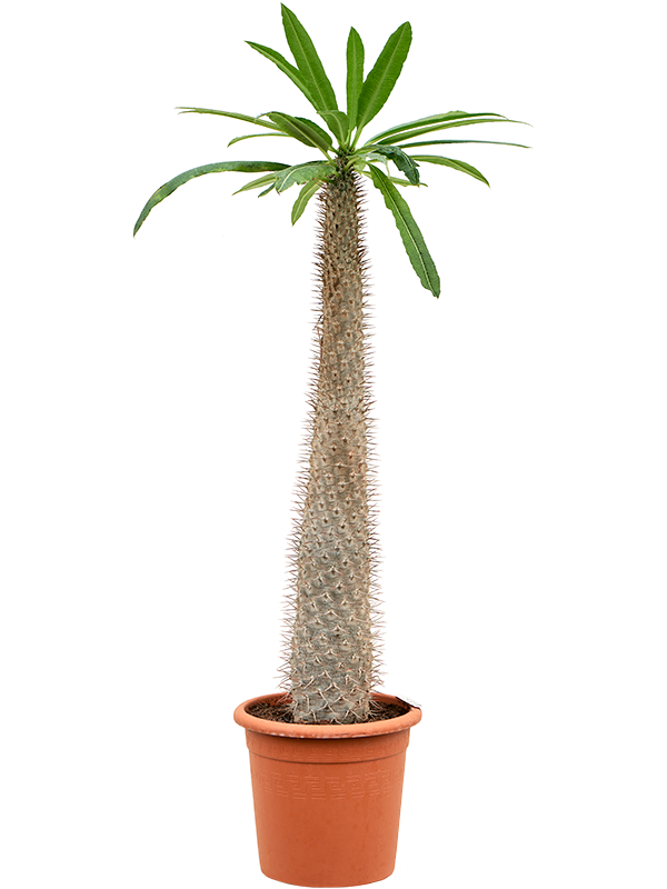 
                  
                    Pachypodium lamerei
                  
                