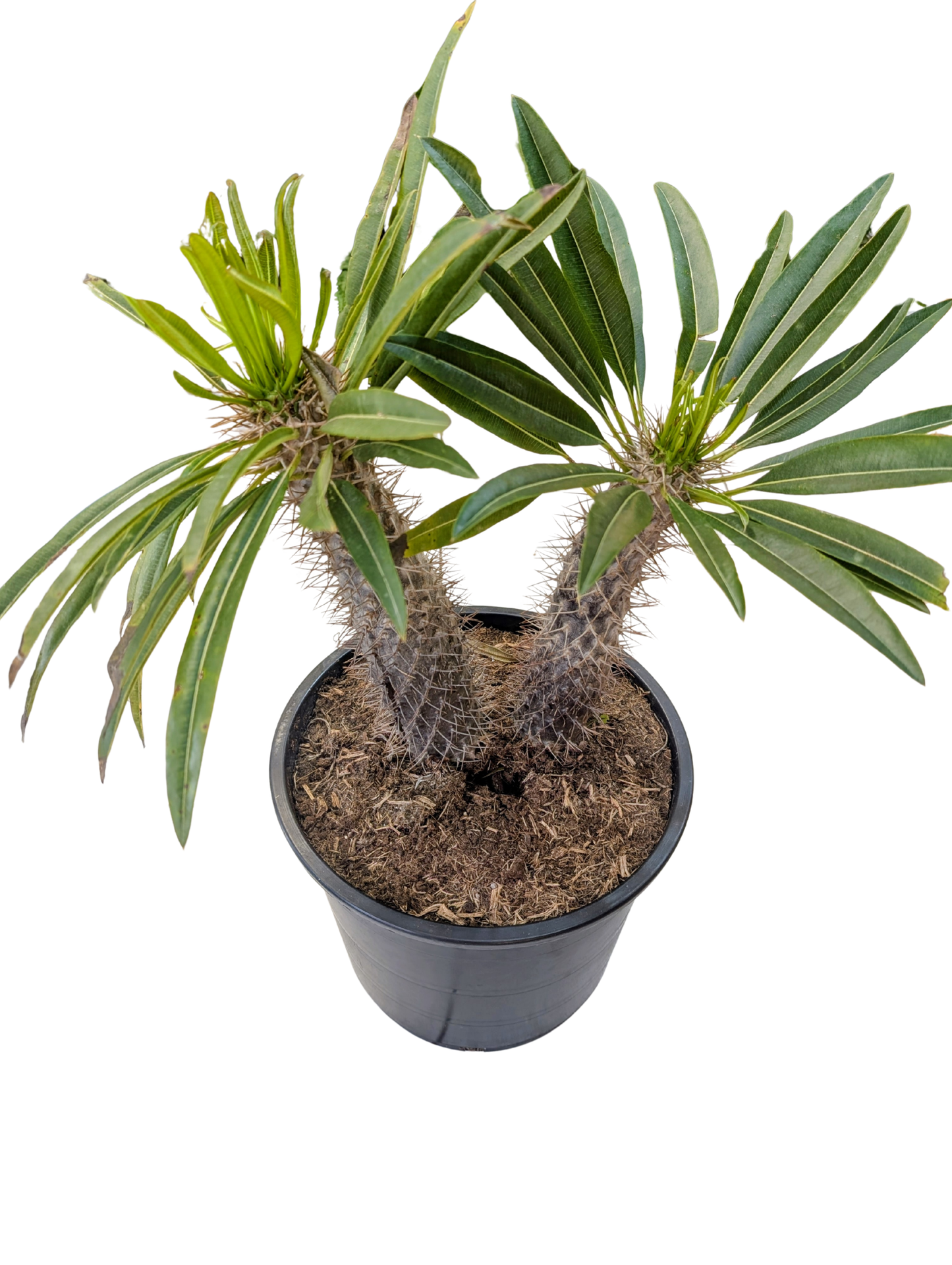
                  
                    Pachypodium lamerei
                  
                