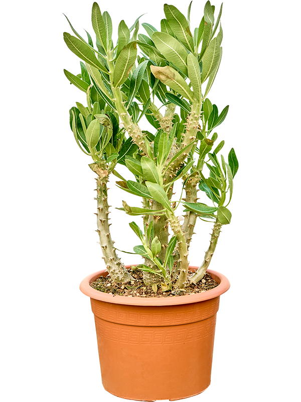 Pachypodium densiflorum