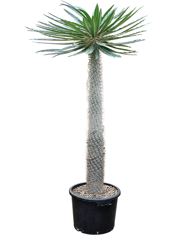 
                  
                    Pachypodium geayi
                  
                