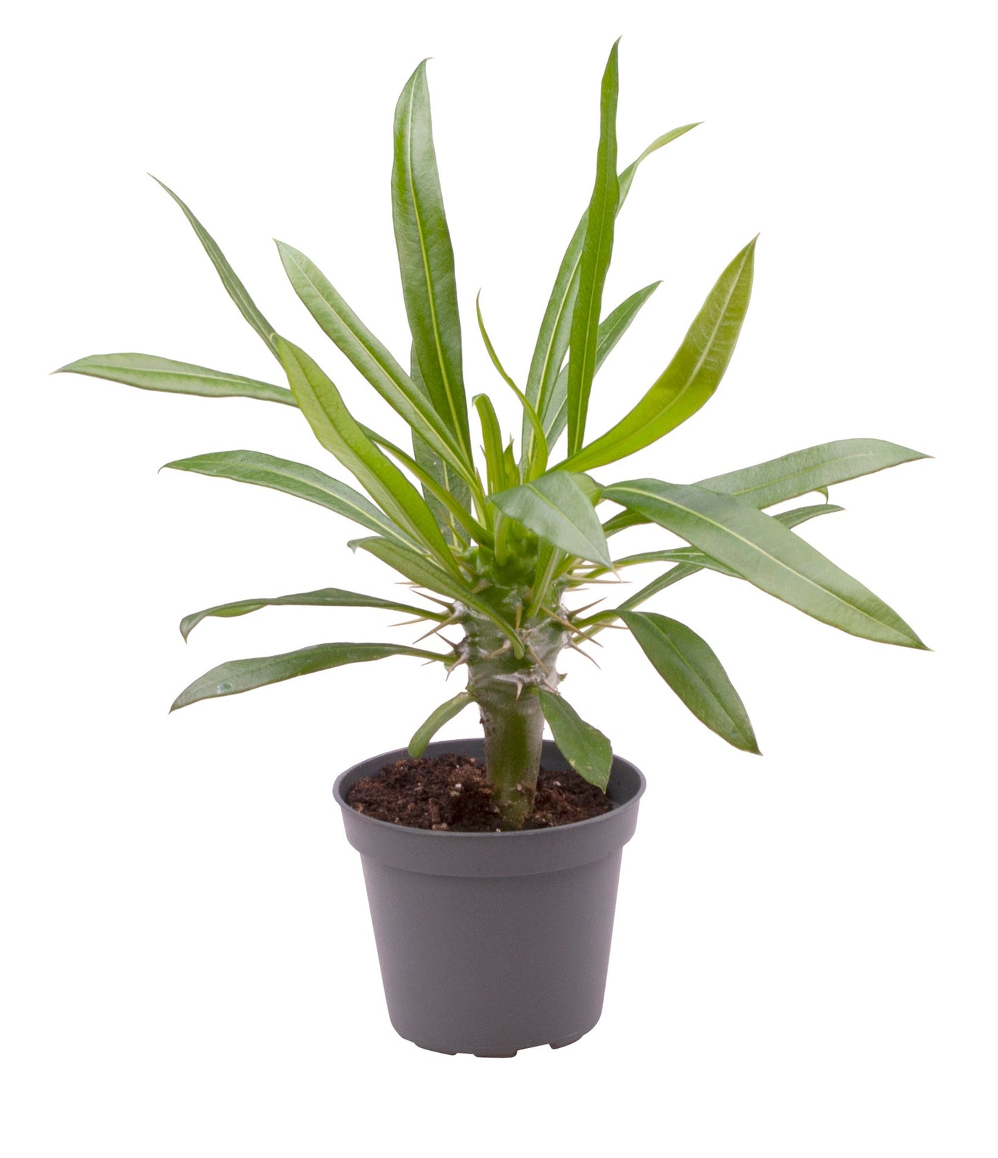 
                  
                    Pachypodium lamerei
                  
                