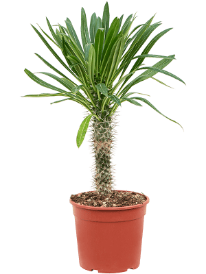 
                  
                    Pachypodium lamerei
                  
                