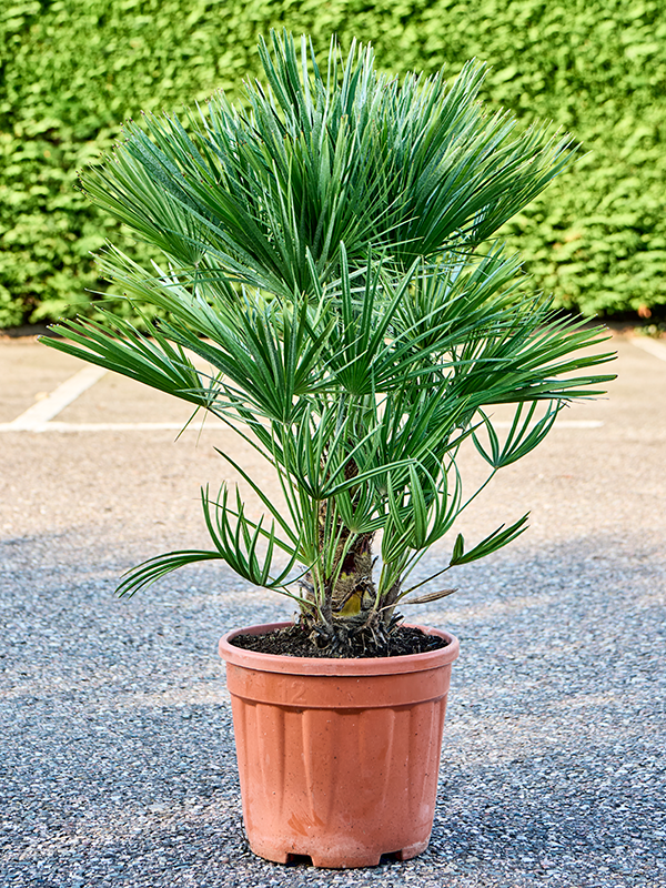 
                  
                    Chamaerops humilis
                  
                