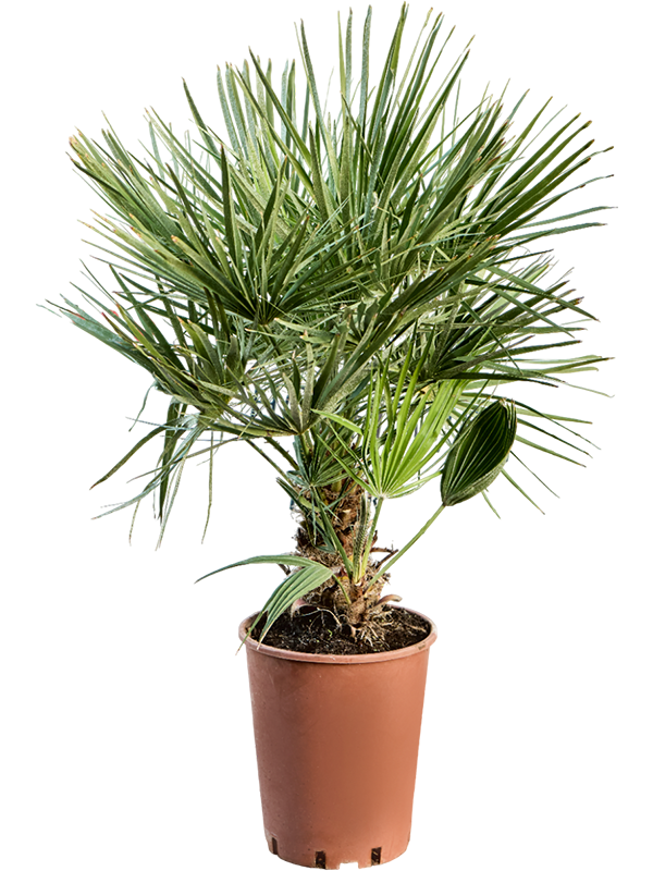 
                  
                    Chamaerops humilis
                  
                
