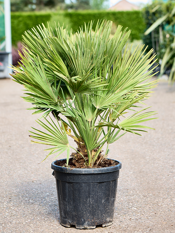 
                  
                    Chamaerops humilis 'Vulcano'
                  
                