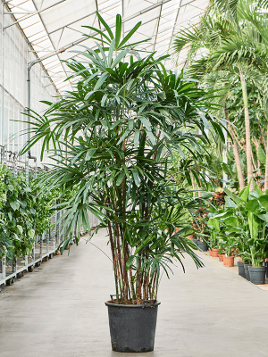Rhapis exelsa