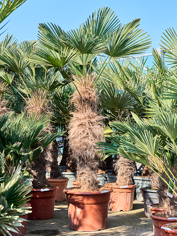 
                  
                    Trachycarpus wagnerianus
                  
                