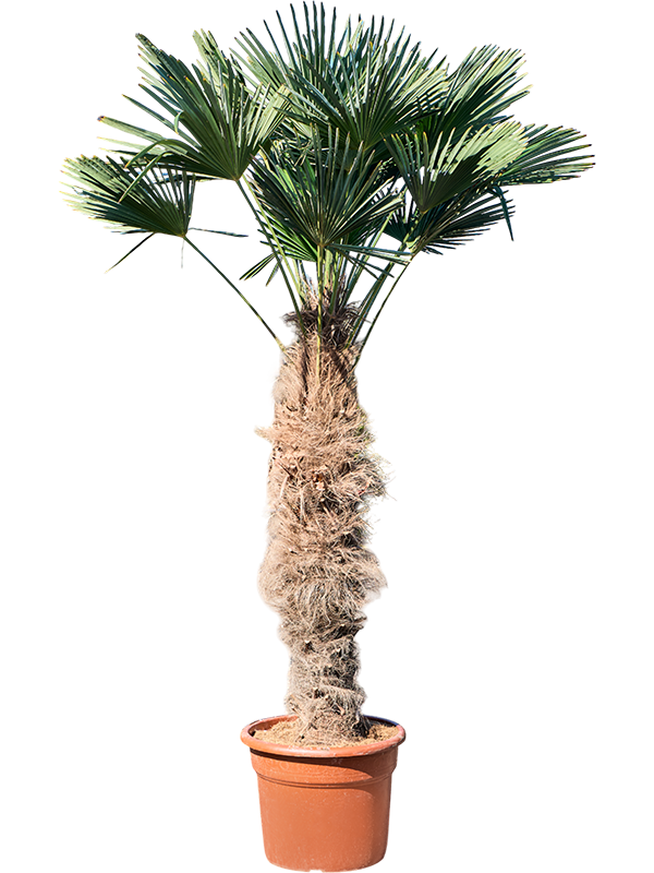 
                  
                    Trachycarpus wagnerianus
                  
                