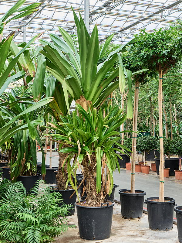 
                  
                    Pandanus dubius
                  
                