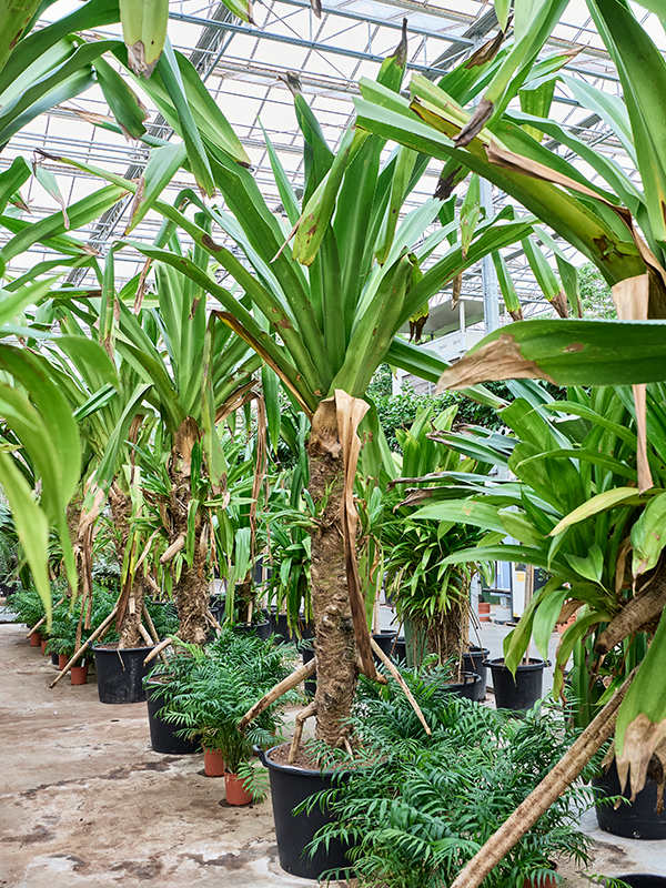 
                  
                    Pandanus dubius
                  
                