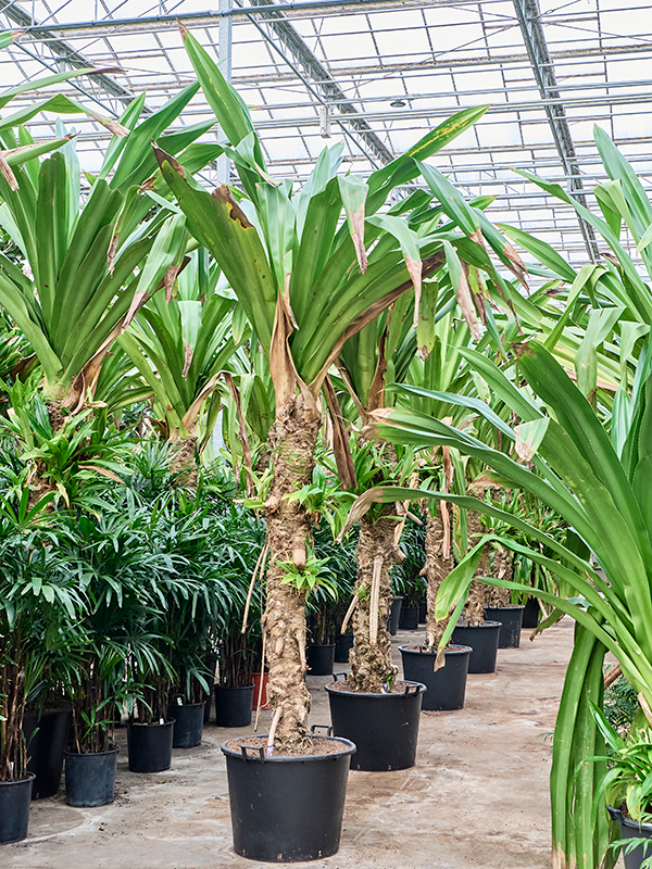 
                  
                    Pandanus dubius
                  
                