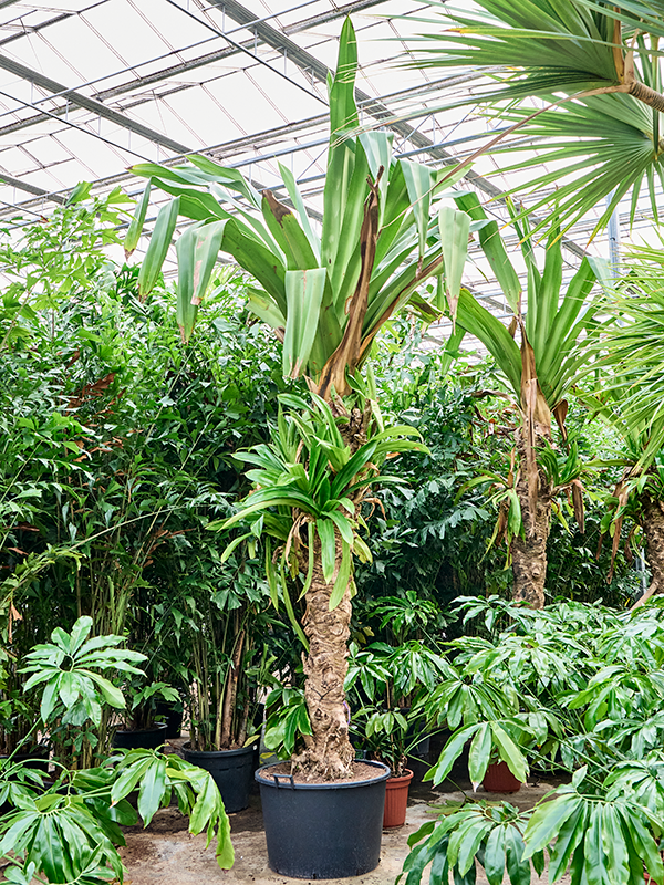 
                  
                    Pandanus dubius
                  
                