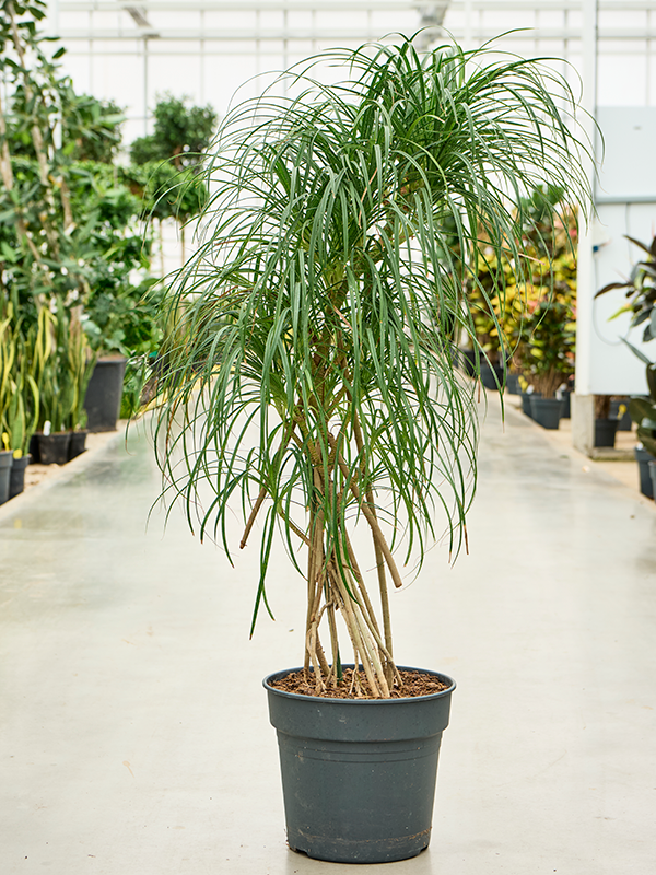 
                  
                    Pandanus stellatus
                  
                